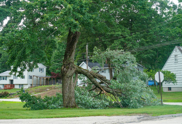 Best Tree Removal Near Me  in Wetumpka, AL